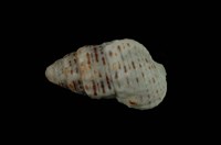 藏品(桑葚蟹守螺)的圖片